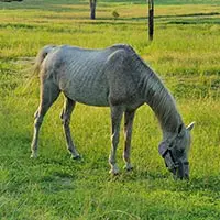 CQASi Horse Happy Ending