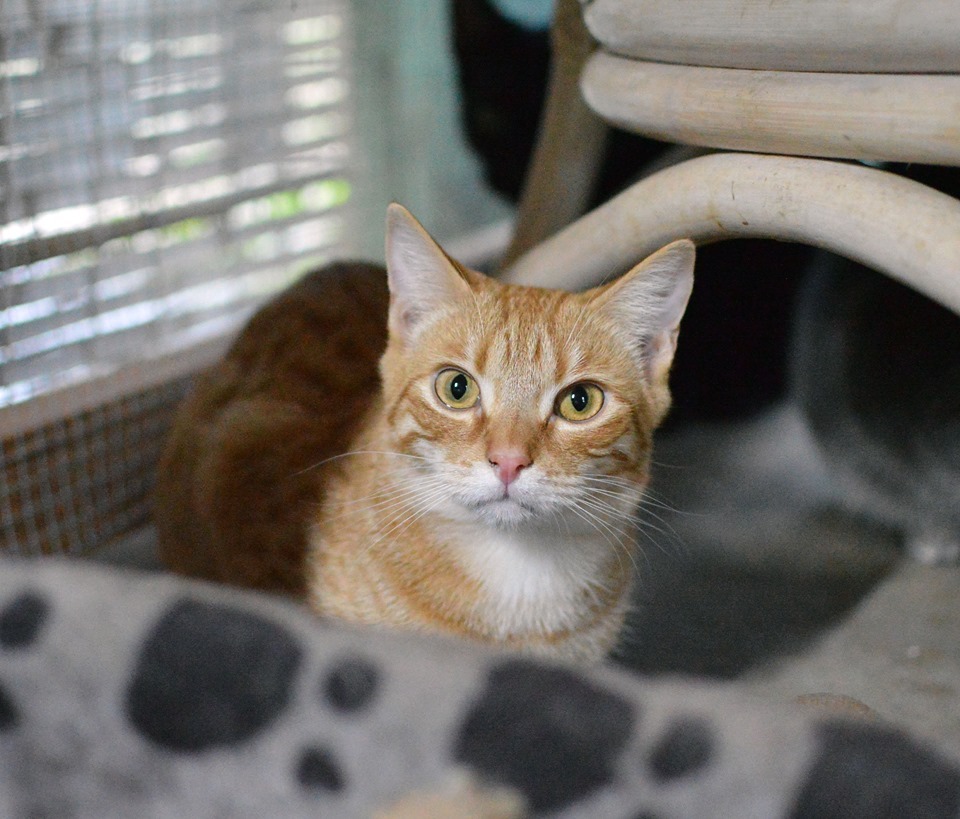 Qld Rescue Cats available for adoption | Central Queensland Animal Society Inc