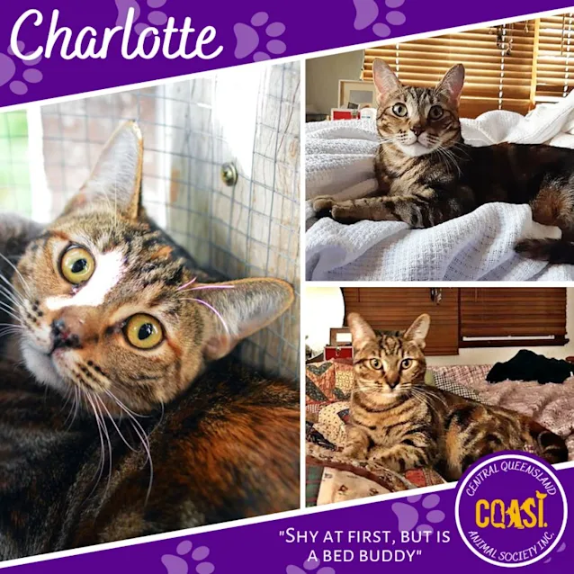 Charlotte | 2 Years 7 Months | Domestic Short Hair
