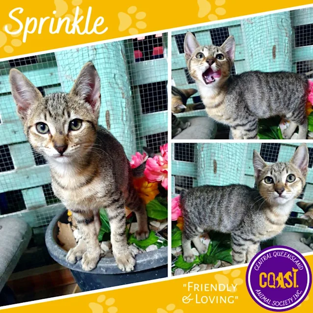 Sprinkle | 3 1/2 Months | Abyssinian Mix