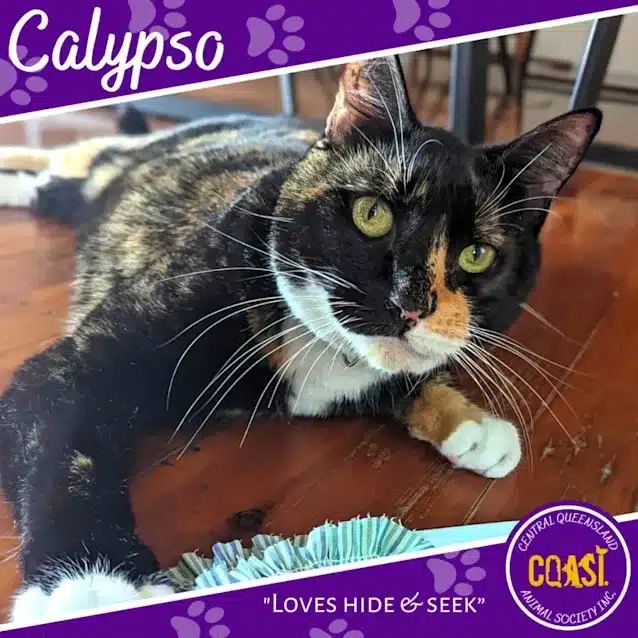 Calypso | 4 Years 11 Months | Domestic Short Hair