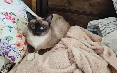 Lucy | 1 Year 4 Months | Siamese