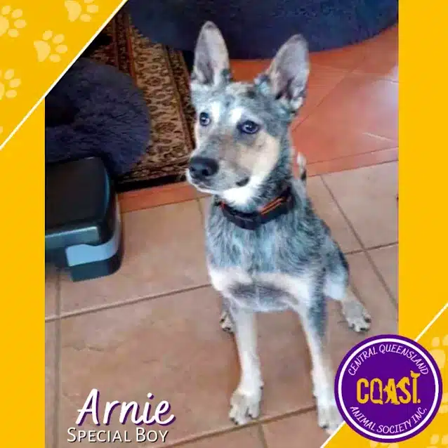Arnie | 2 Years 4 Months | Australian Cattle Dog