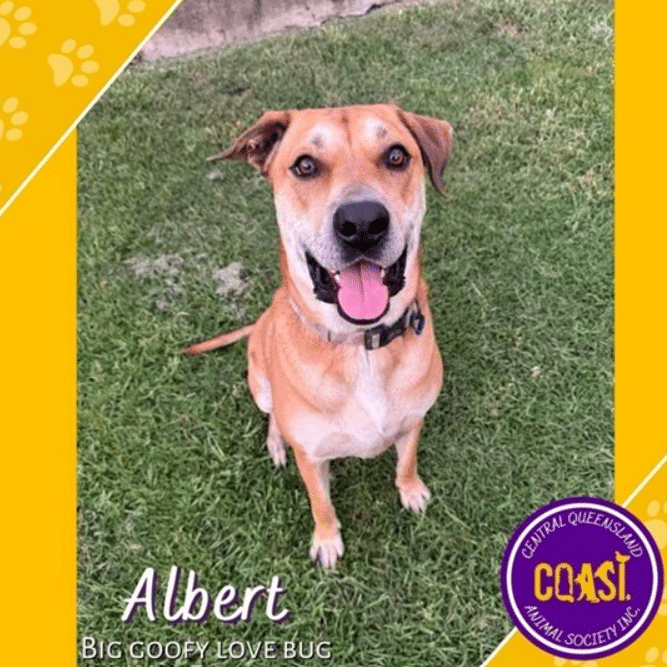 Albert | 4 Years 4 Months | Kelpie x Bandog