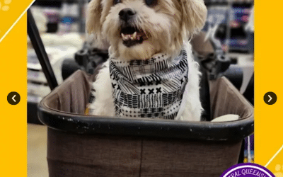 Teddy | 12 Years 9 Months | Maltese x Shih Tzu Mix