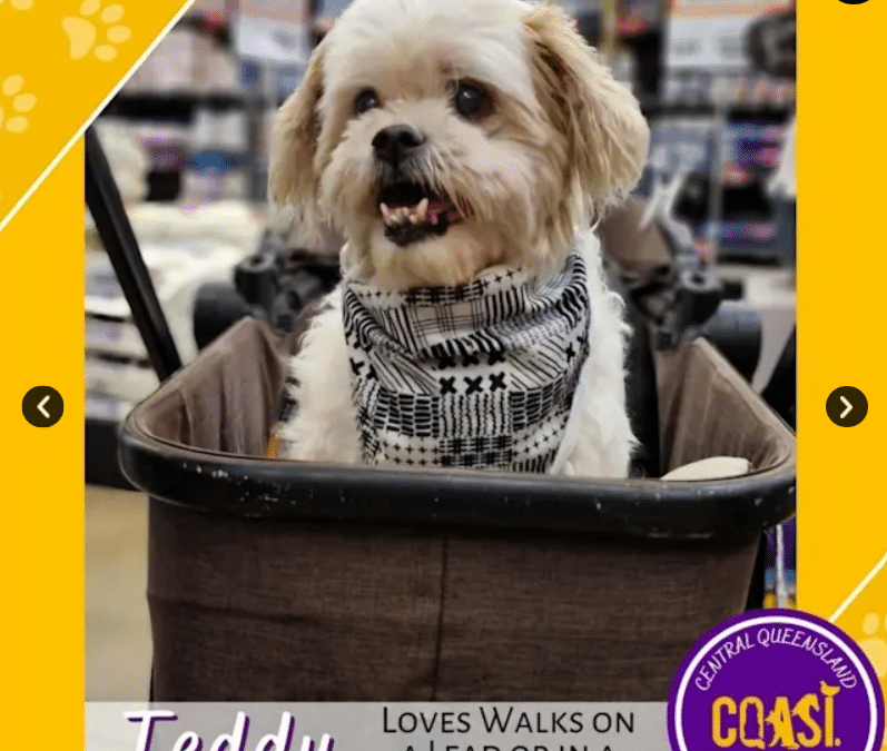 Teddy | 12 Years 9 Months | Maltese x Shih Tzu Mix