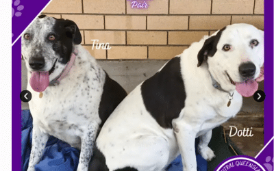 Dotti and Tina | 7 Years 8 Months | Maremma Sheepdog x Bull Arab Mix