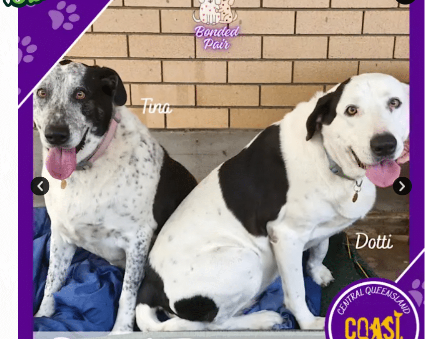 Dotti and Tina | 7 Years 8 Months | Maremma Sheepdog x Bull Arab Mix