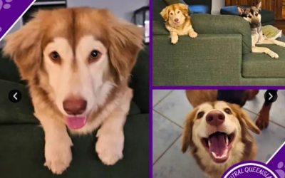 Maggie | 1 Year 1 Month | Alaskan Malamute X Dachshund Mix