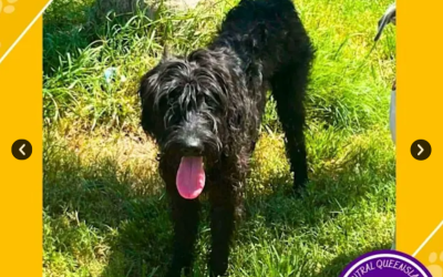 Pippin | 8 Months | Labradoodle