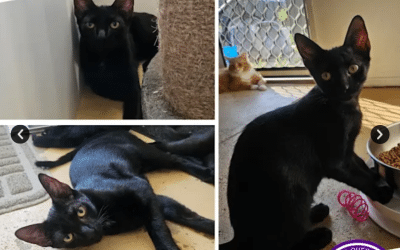 Meowthew | 6 Months | Domestic Short Hair