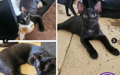 Purrcival | 6 Months | Domestic Short Hair