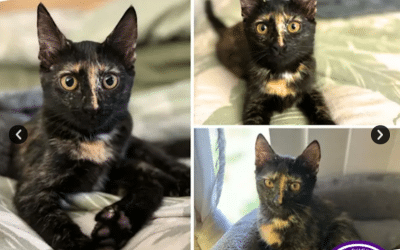 Whisper | 6 Months | Domestic Short Hair