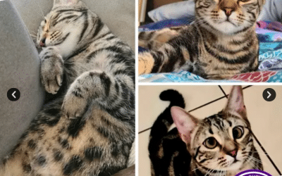 Ace | 2 Years 7 Months | Domestic Short Hair
