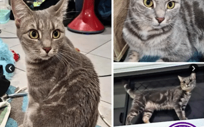 Birdie | 2 Years 6 Months | Domestic Short Hair