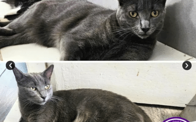Khan D | 2 Years 5 Months | Domestic Short Hair