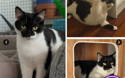 Angel | 4 Years 4 Months | Domestic Short Hair