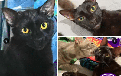 Bobbi | 1 Year 6 Months | Domestic Short Hair
