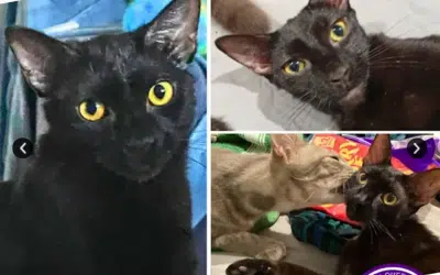 Bobbi | 1 Year 6 Months | Domestic Short Hair