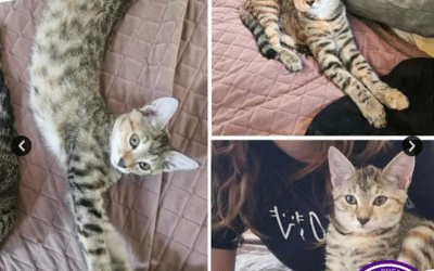 Itsuko | 9 Months | Domestic Short Hair